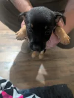 Happy, a male Chorkie for sale in London, KY – 2 of 6