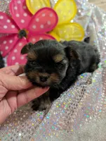 Jelly bean, a male Yorkipoo for sale in London, KY – Photo 3 of 10