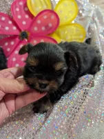 Jelly bean, a male Yorkipoo for sale in London, KY – Photo 6 of 10
