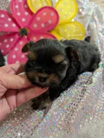 Jelly bean, a male Yorkipoo for sale in London, KY – Photo 8 of 10