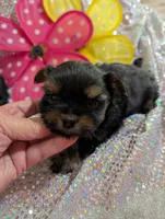 Jelly bean, a male Yorkipoo for sale in London, KY – Photo 1 of 10