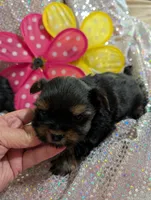 Jelly bean, a male Yorkipoo for sale in London, KY – Photo 9 of 10