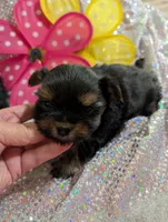 Jelly bean, a male Yorkipoo for sale in London, KY – Photo 2 of 10