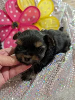 Jelly bean, a male Yorkipoo for sale in London, KY – Photo 4 of 10