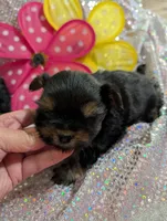 Jelly bean, a male Yorkipoo for sale in London, KY – Photo 5 of 10