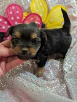Jelly bean, a male Yorkipoo for sale in London, KY – Photo 7 of 10