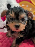Maverick , a male Yorkshire Terrier for sale in London, KY – Photo 10 of 10
