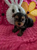Maverick , a male Yorkshire Terrier for sale in London, KY – Photo 4 of 10