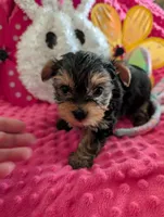 Maverick , a male Yorkshire Terrier for sale in London, KY – Photo 5 of 10
