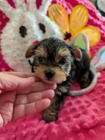 Maverick , a male Yorkshire Terrier for sale in London, KY – Photo 8 of 10