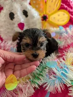 Maverick , a male Yorkshire Terrier for sale in London, KY – Photo 3 of 10
