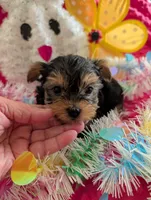 Maverick , a male Yorkshire Terrier for sale in London, KY – Photo 6 of 10