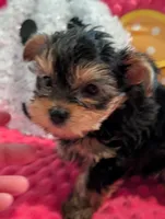 Maverick , a male Yorkshire Terrier for sale in London, KY – Photo 1 of 10