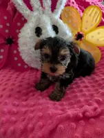 Maverick , a male Yorkshire Terrier for sale in London, KY – Photo 7 of 10