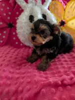 Maverick , a male Yorkshire Terrier for sale in London, KY – Photo 2 of 10