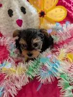 Maverick , a male Yorkshire Terrier for sale in London, KY – Photo 9 of 10