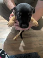 Happy, a male Chorkie for sale in London, KY – 4 of 6