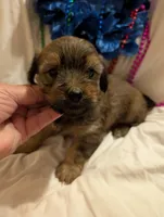 Hershey , a male Morkie for sale in London, KY – 5 of 10
