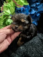 Jelly bean, a male Yorkipoo for sale in London, KY – 3 of 8