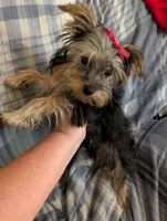 Maggie , a female Yorkshire Terrier for sale in London, KY – 3 of 10