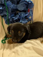 Puppers, a male Morkie for sale in London, KY – 9 of 10