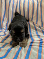 Puppers, a male Morkie for sale in London, KY – 9 of 9