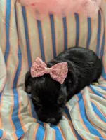 Sadie, a female Morkie for sale in London, KY – 4 of 9