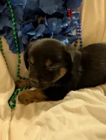 Puppers, a male Morkie for sale in London, KY – 5 of 10