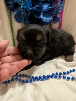 Harley, a male Morkie for sale in London, KY – 8 of 10