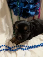 Harley, a male Morkie for sale in London, KY – 3 of 10