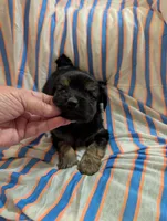 Puppers, a male Morkie for sale in London, KY – 3 of 9