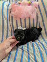 Macy , a female Morkie for sale in London, KY – 9 of 10