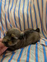 Hershey , a male Morkie for sale in London, KY – 2 of 10