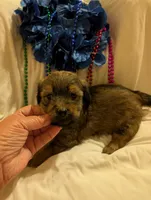 Hershey , a male Morkie for sale in London, KY – 1 of 10