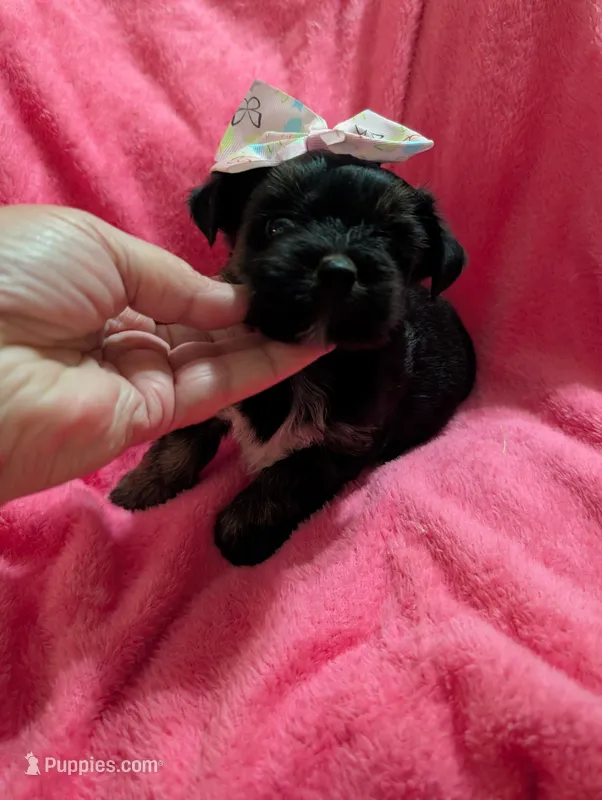 Jelly bean – Morkie puppy for sale in London, KY