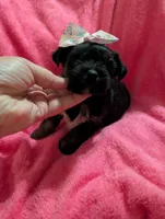 Jelly bean, a female Morkie for sale in London, KY – 1 of 10