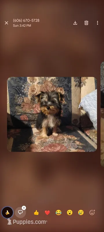 Maggie, a female Yorkshire Terrier for sale in London, KY – Photo 1 of 3