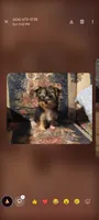 Maggie, a female Yorkshire Terrier for sale in London, KY – Photo 1 of 3
