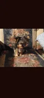 Maggie, a female Yorkshire Terrier for sale in London, KY – Photo 3 of 3
