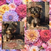 Maggie, a female Yorkshire Terrier for sale in London, KY – Photo 2 of 3