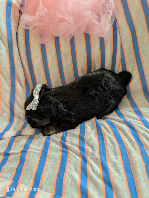 Macy  – Morkie puppy for sale in London, KY