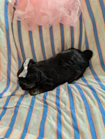 Macy , a female Morkie for sale in London, KY – 1 of 10