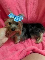 Maggie , a female Yorkshire Terrier for sale in London, KY – 8 of 10