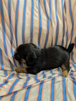 Harley, a male Morkie for sale in London, KY – 2 of 10