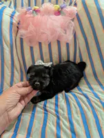 Macy , a female Morkie for sale in London, KY – 3 of 10