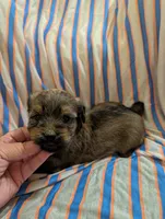 Hershey , a male Morkie for sale in London, KY – 4 of 10