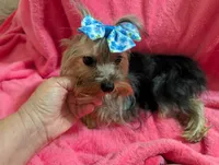 Maggie , a female Yorkshire Terrier for sale in London, KY – 10 of 10