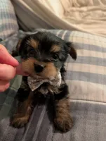 Bubba, a male Yorkshire Terrier for sale in London, KY – Photo 7 of 9