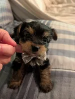 Bubba, a male Yorkshire Terrier for sale in London, KY – Photo 9 of 9