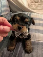 Bubba, a male Yorkshire Terrier for sale in London, KY – Photo 6 of 9